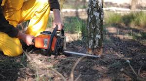 Best Emergency Tree Removal  in Anadarko, OK