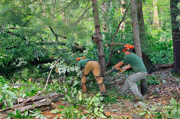  Anadarko, OK Tree Services Pros